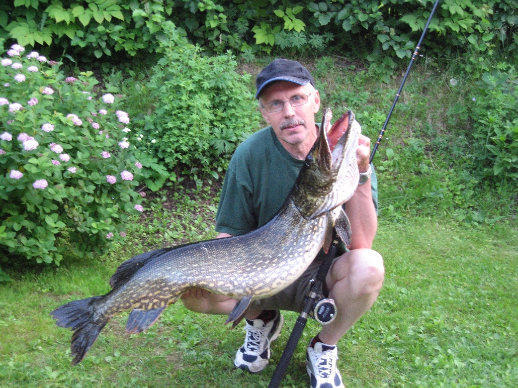 hauki13.jpg - Erkki Korhonen ja Kiteen Säynejärvestä hauki 13,1 kg 29.6.2010