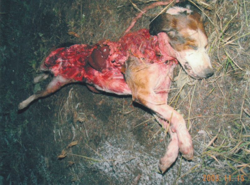 Kiihtelysvaarassa susien raatelema puheenjohtajan koira.jpg